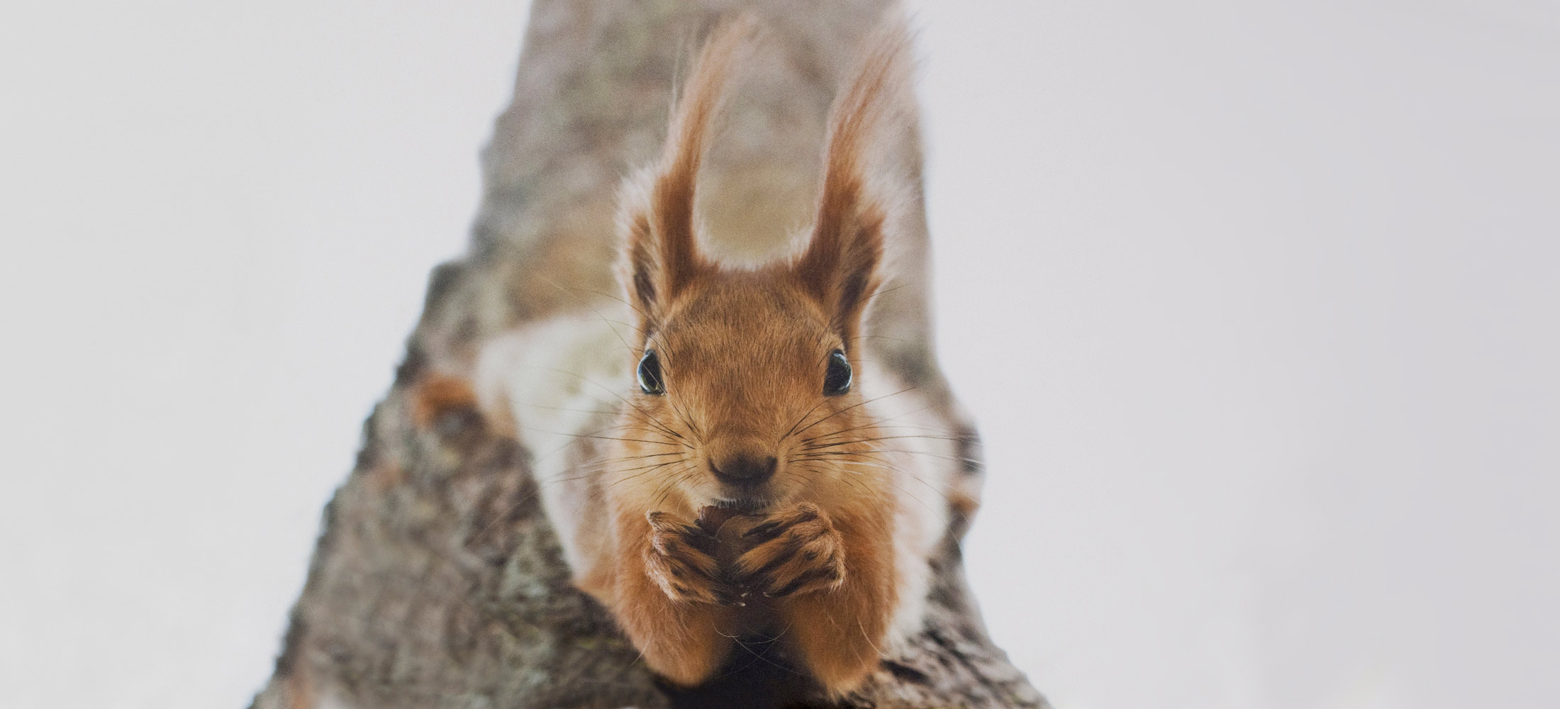 Kinderarztpraxis Vahrenwald Eichhörnchen